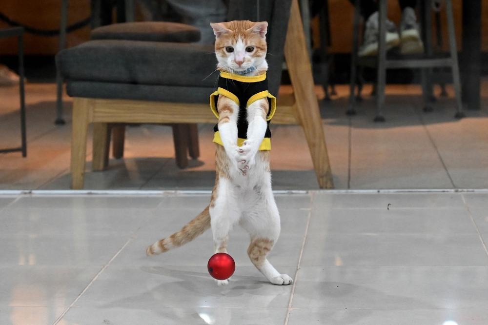 This picture taken on September 27, 2023 shows Conan the cat, seen wearing a black-and-yellow security vest, failing to catch a ball during playtime. (Photo by Jam Sta Rosa / AFP)