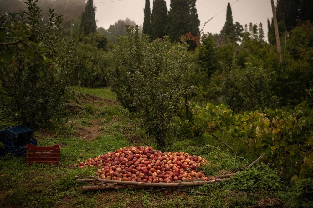 This photo taken on September 24, 2023 shows apples in a field in Zagora, northern Greece. Photo by Angelos Tzortzinis / AFP