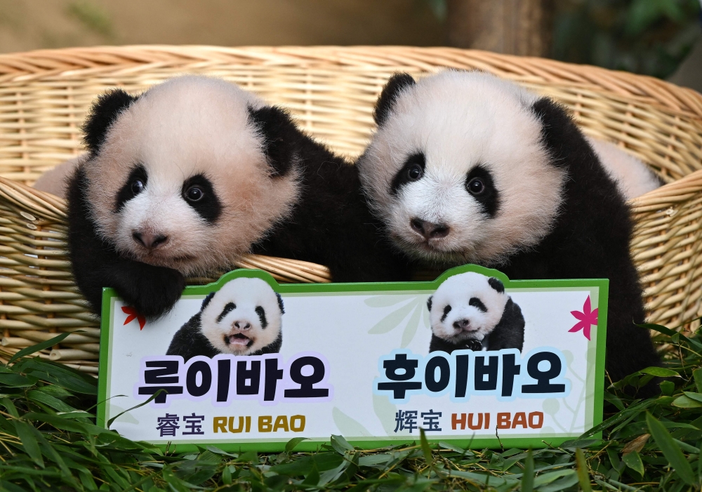 Panda cubs Rui Bao (L) and Hui Bao (R), who were born 97 days ago in South Korea, are seen during a ceremony to reveal their names at Everland Amusement and Animal Park in Yongin on October 12, 2023. (Photo by Jung Yeon-je / AFP)