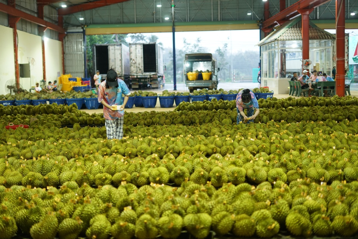 Staff members label durians to be exported to China at a durian processing plant in Dak Lak province, Vietnam, Sept. 15, 2023. Xinhua/Hu Jiali