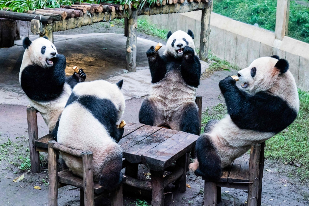 This photo taken on December 2, 2023 shows pandas eating inside their enclosure at a zoo in China's southwestern Chongqing municipality. (Photo by AFP)