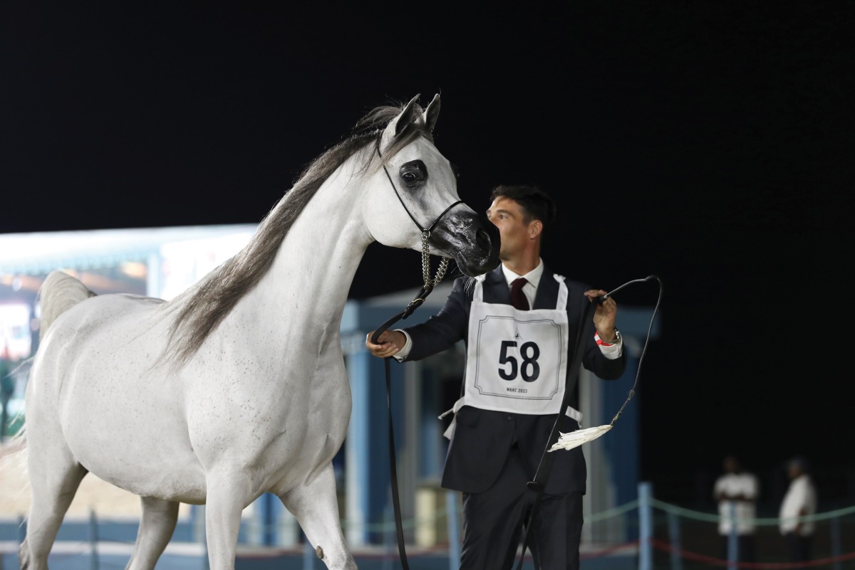 Katara International Arabian Horse Festival has become a milestone and a distinctive mark within the series of Katara festivals and its activities throughout the year.