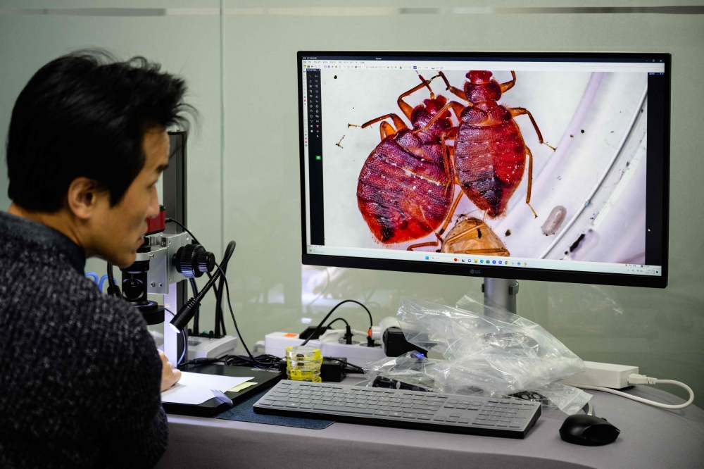 This photo taken on November 28, 2023 shows senior researcher Eom Hoon-sik watching a monitor linked to a microscope to view bedbugs at the Korea Pest Control Association (KPCA) in Seoul. Photo by Anthony WALLACE / AFP