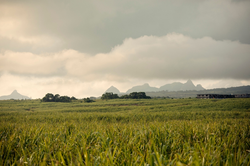 Sugar cane plantations are seen on the outskirts of Port Louis on January 6, 2024. (Photo by Gianluigi Guercia / AFP)