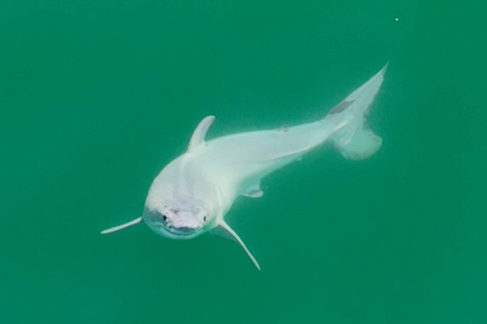 A July 2023 framegrab handout on January 29, 2024 by wildlife photographer Carlos Gauna, known as The Malibu Artist, shows a newly born great white shark pup. (Photo by Handout / @TheMalibuArtist / AFP)