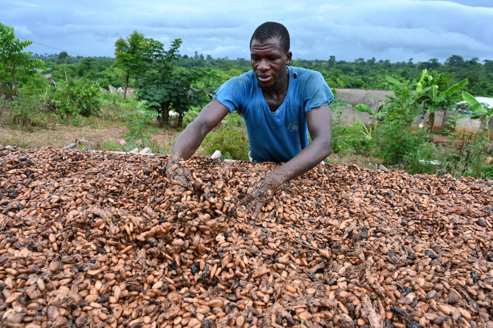 (FILES) A cocoa farmer dries cocoa beans in the village of Satikran near Abengourou, eastern Ivory Coast, on May 18, 2023. (Photo by Issouf SANOGO / AFP)
