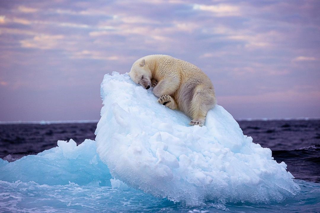 Image: 'Ice Bed' by Nima Sarikhani (Wildlife Photographer Of The Year) / Instagram