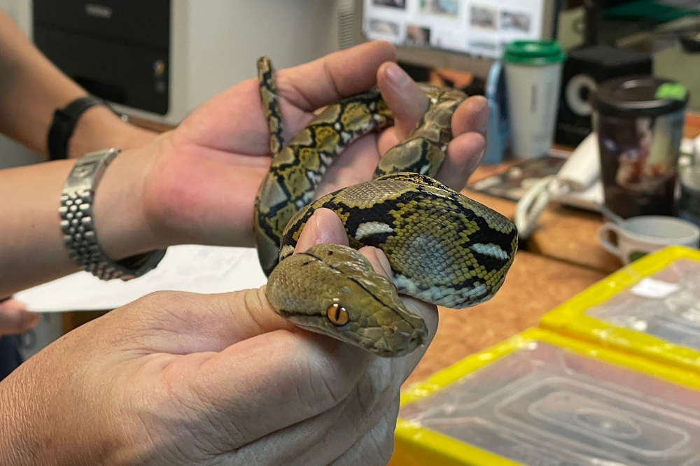 This handout photo taken on February 17, 2024, and released on February 19 by Thailand's Customs Department shows a rescued snake at Suvarnabhumi International Airport in Bangkok. (Photo by Handout / Thailand's Customs Department / AFP) 