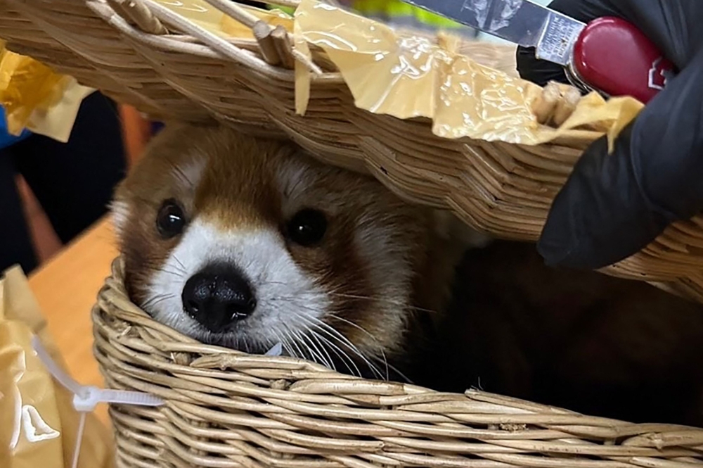 This handout photo taken on March 4, 2024 and released on March 6 by Thailand's Customs Department shows a red panda that was rescued after being found in the luggage of a group of Indian nationals attempting to travel to Mumbai, at Suvarnabhumi International Airport in Bangkok. Photo by Handout / Thailand's Customs Department / AFP
