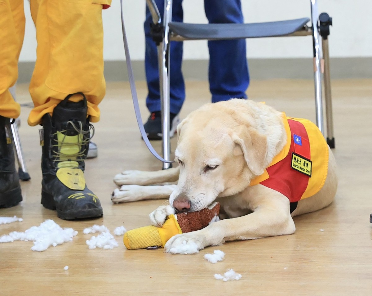 A handout photo taken on April 6, 2024 and released on April 8, 2024 by the Kaohsiung city government shows Roger, an eight-year-old labrador, playing before heading out for a search and rescue mission in Hualien, three days after the magnitude-7.4 earthquake hit the region. Photo by Handout / Kaohsiung city government / AFP