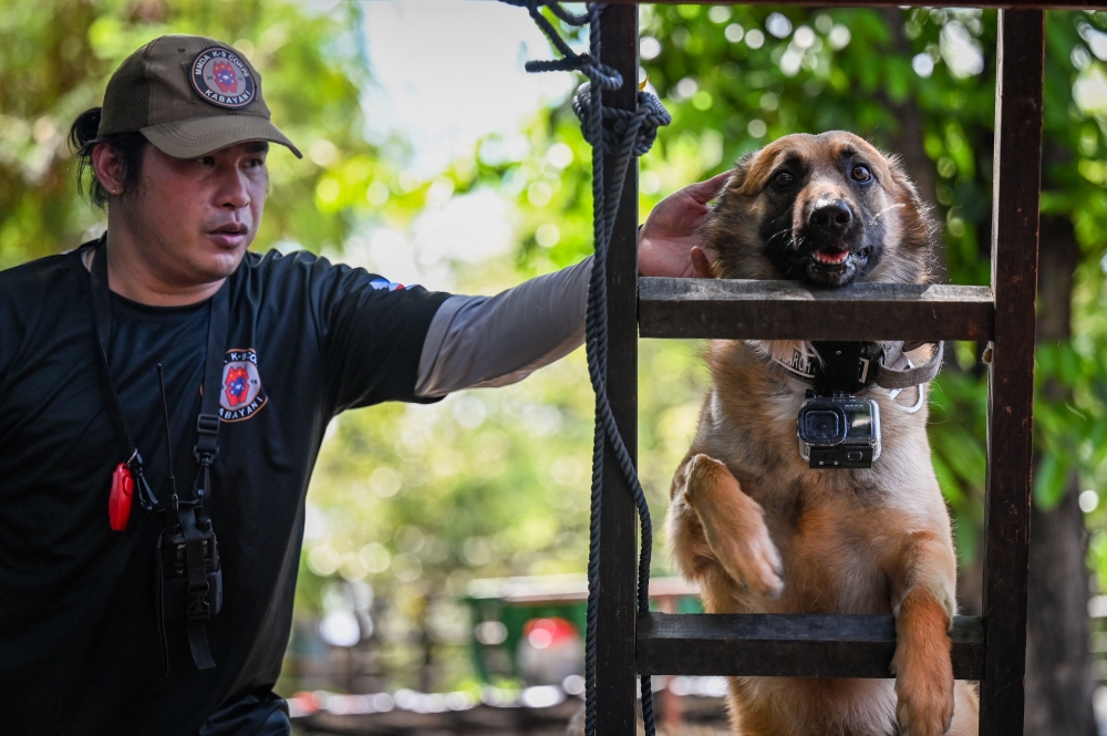 This photo taken on April 7, 2024 shows a trainer guiding a dog during a search and rescue program in Taguig, Metro Manila. Photo by JAM STA ROSA / AFP