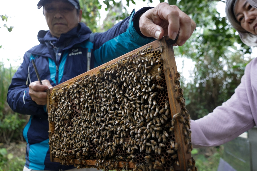 In this picture taken on March 6, 2024, students attend an urban beekeeping class of Yonghe community college in New Taipei City. (Photo by I-Hwa Cheng / AFP) 
