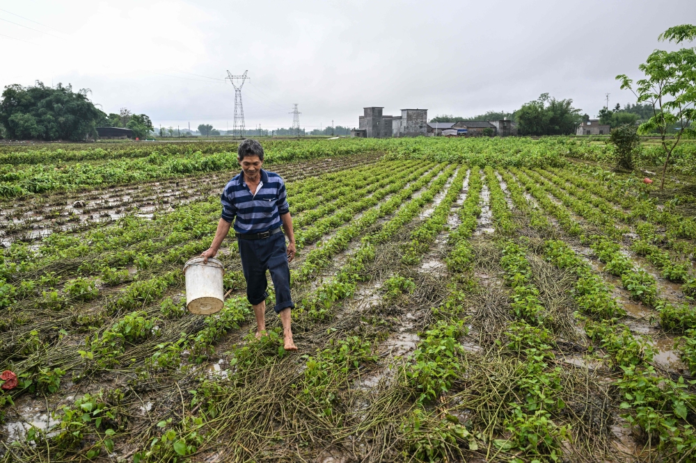 A farmer checks a field of damaged white mulberry where silkworms are produced in Sancuncun village, Yingde in China's Guangdong province on April 25, 2024. (Photo by Hector Retamal / AFP)
