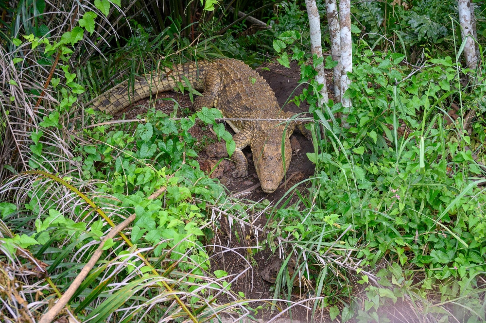 Pauline, a Nile crocodile captured in 1953 and brought to the Eala botanical garden in 1978, rests between vegetation in Mbandaka, DR Congo, on April 13, 2024 (Photo by Arsene Mpiana / AFP)