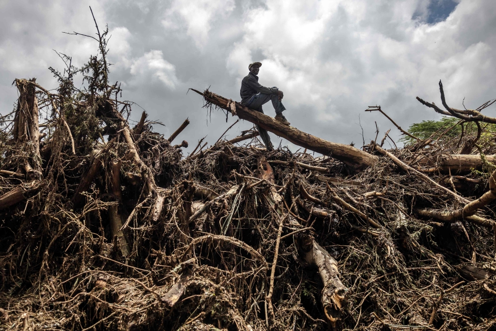 A man stands on top of a tree trunk in an area full of damaged trees, mud and debris carried by water following flash floods and landslides in Mai Mahiu, on April 30, 2024. Photo by LUIS TATO / AFP