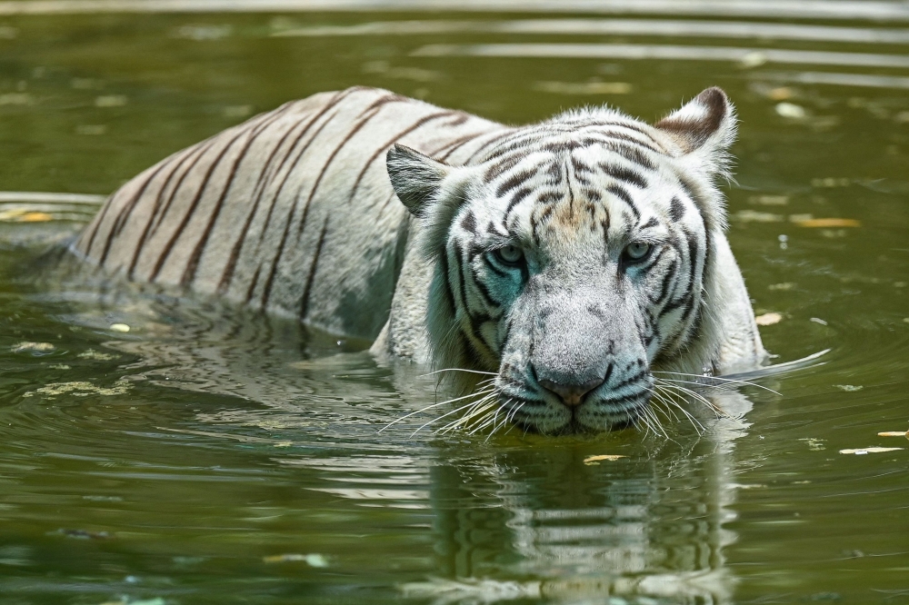 A white Bengal tiger cools off in a pond at an enclosure on the hot summer day at Arignar Anna Zoological Park, in Chennai on May 30, 2024. (Photo by R.Satish Babu / AFP)