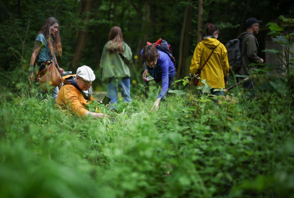 People taking part in a plant foraging tour run by Forage London are shown how to identify various edible plants by tour guide and park ranger Kenneth Greenway at Tower Hamlets Cemetery Park, in London, May 18, 2024. Photo by HENRY NICHOLLS / AFP
