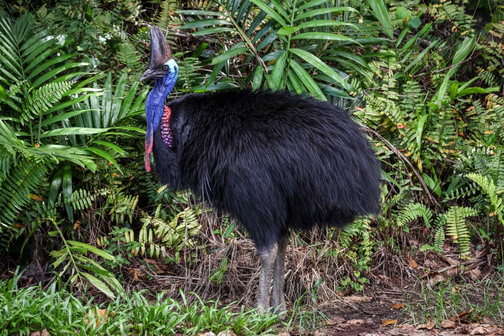 This picture taken on April 7, 2024, shows a cassowary bird as it stands next to a road that passes through the township of Etty Bay, located in the Cassowary Coast region of North Queensland, south of Cairns. (Photo by David Gray / AFP)