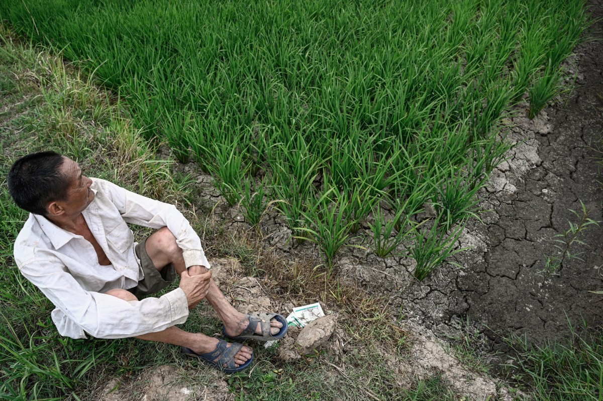 A farmer sits on a dry rice field affected by drought at Hudianxiang village in Xinyang, in central China’s Henan province on June 18, 2024. Photo by JADE GAO / AFP.