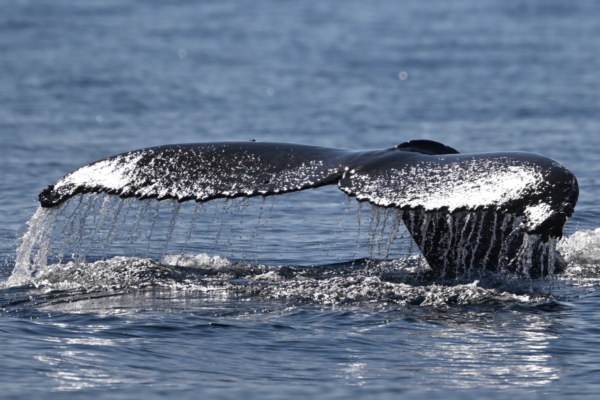 View of the tail of a humpback whale (Megaptera novaeangliae) at the coast of Niteroi, Rio de Janeiro state, Brazil on June 20, 2024. Photo by MAURO PIMENTEL / AFP.
