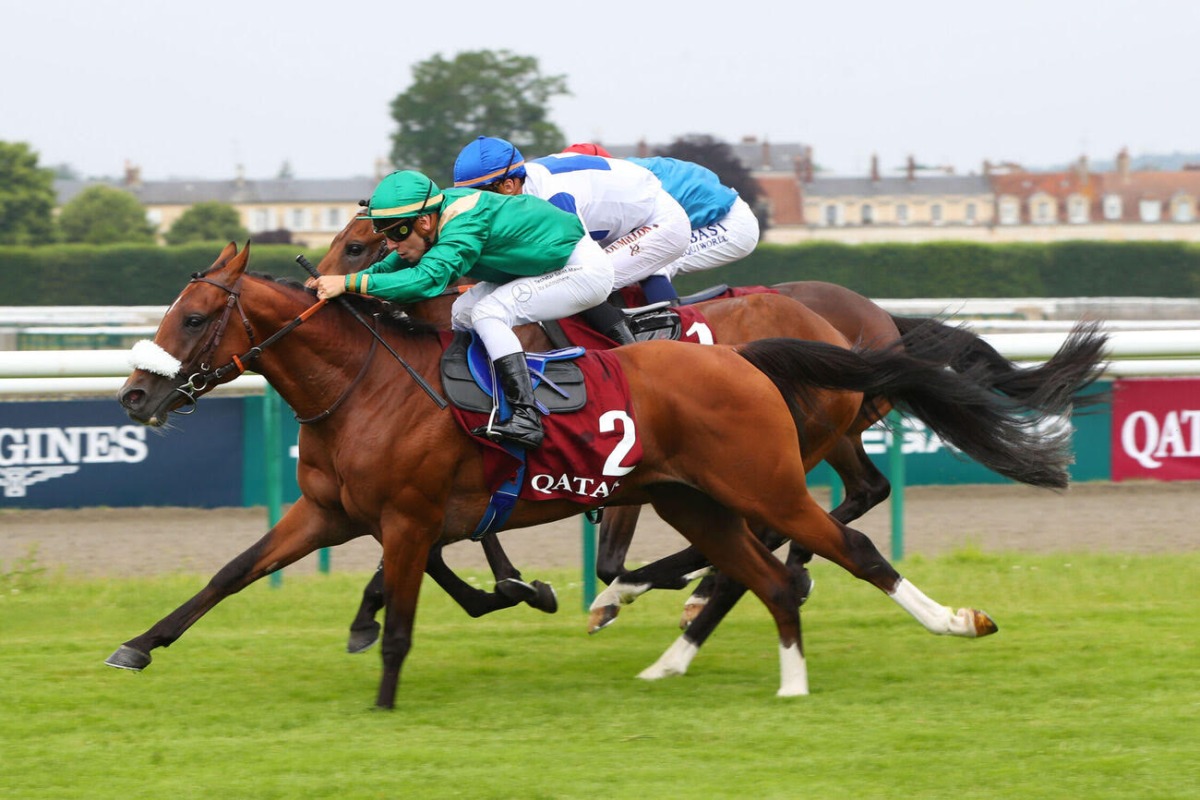 Alshanfara, the winner of Qatar Coupe de France des Chevaux Arabes 2023. 