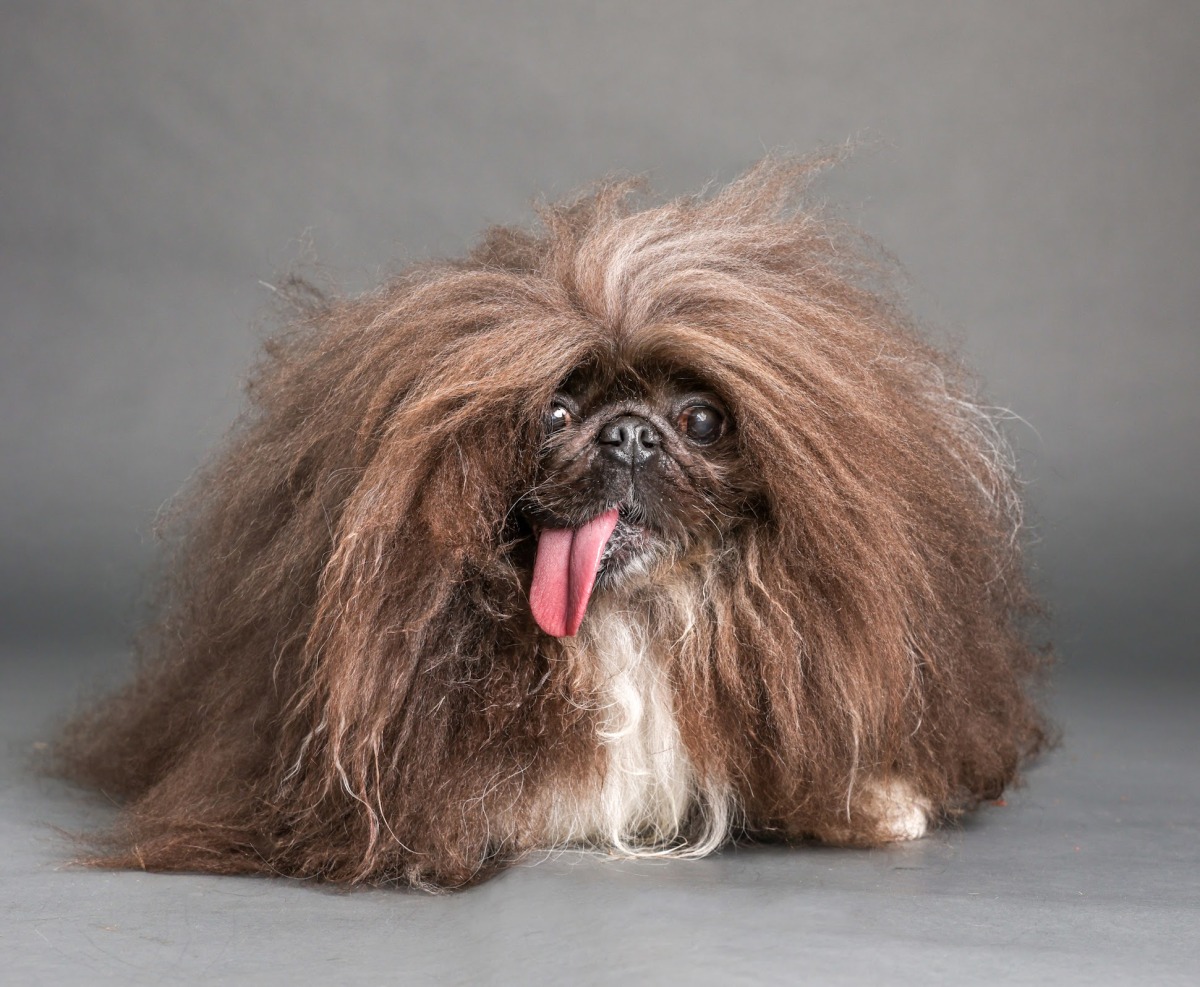 Wild Thang, an 8-year-old Pekingese who was just crowned the world's ugliest dog. Picture: Will Bucquoy for the Sonoma-Marin Fair