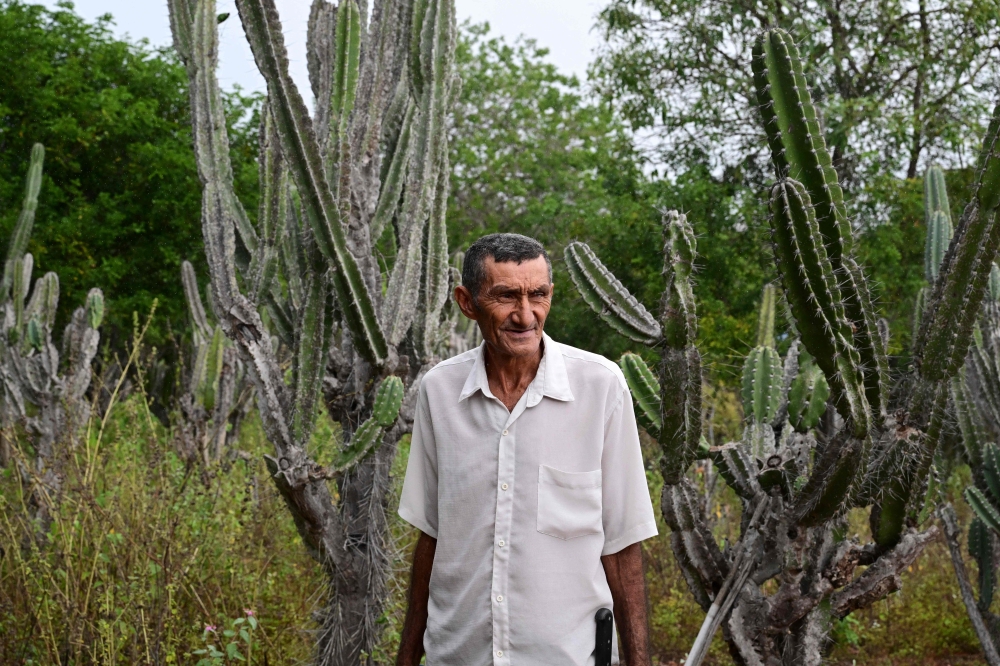 Alcides Peixinho Nascimento walks at his plantation of mandacaru —also known as cardeiro (Cereus jamacaru)— in Serra da Canabrava, Bahia State, Brazil on June 12, 2024. (Photo by Pablo Porciuncula / AFP)