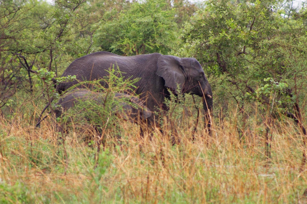 Elephants graze at the Zah Soo National Park, West Mayo-Kebbi, on June 11, 2024. (Photo by Joris Bolomey / AFP)