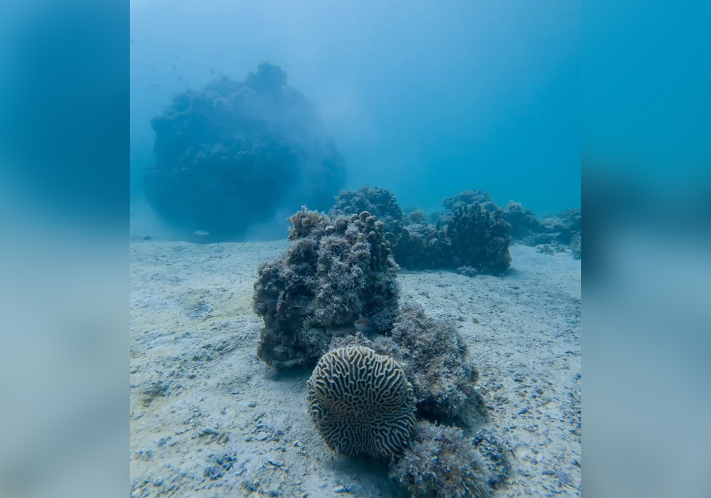 A picture taken during the survey.