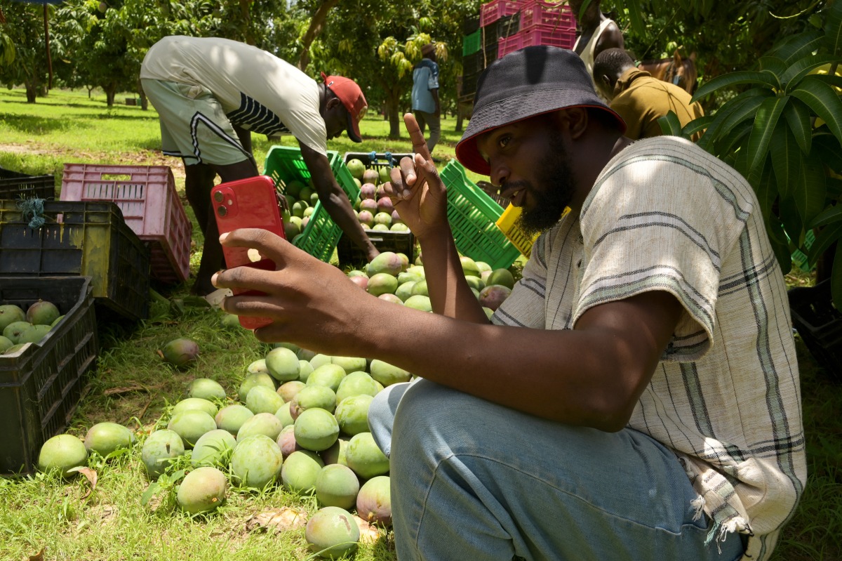 Agro-influencer Mame Abdou Diop, prepares social media content in his mango orchard in Gadiaga, Thies region, on 25 July 2024. (Photo by SEYLLOU / AFP)