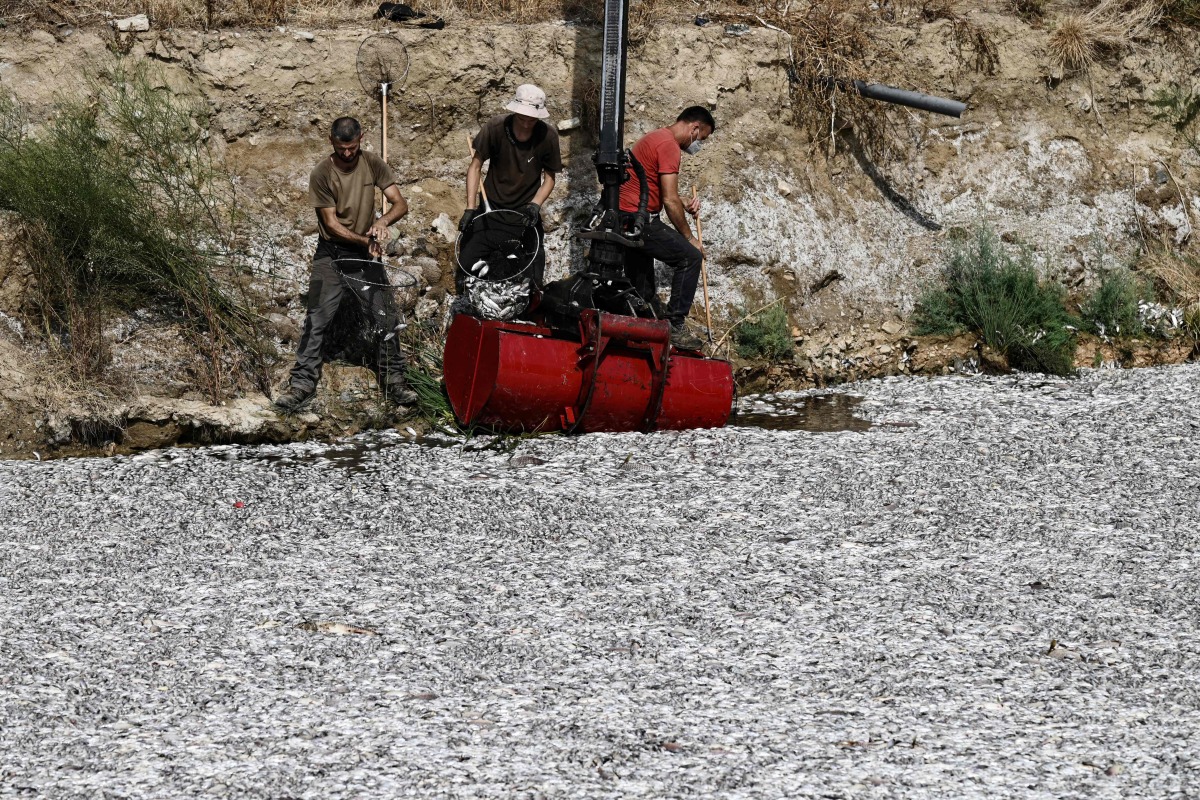 A worker loads dead fish on a continer attached to a mobile crane to remove dead fish floating from the Xiria River near Volos, central Greece, on August 28, 2024.  (Photo by Sakis MITROLIDIS / AFP)
