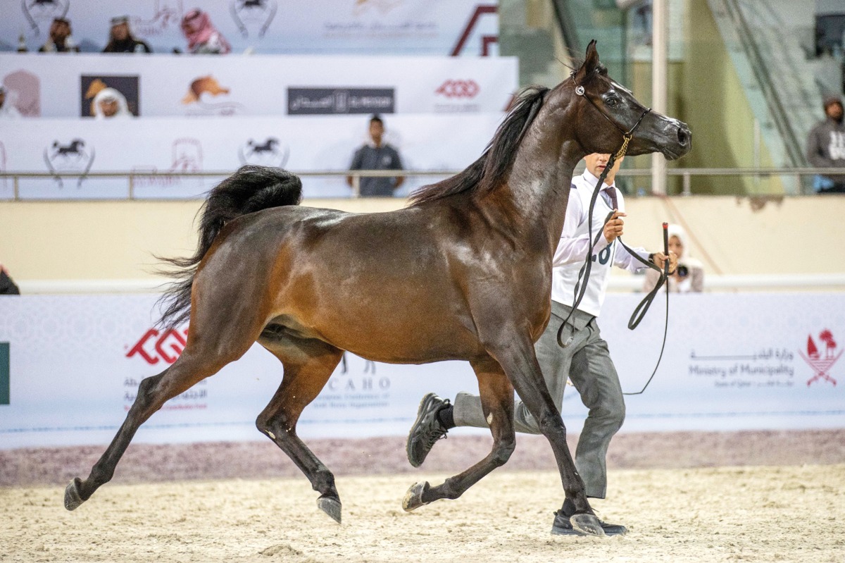 The horse show season will see12 events from October 2024 to April 2025.