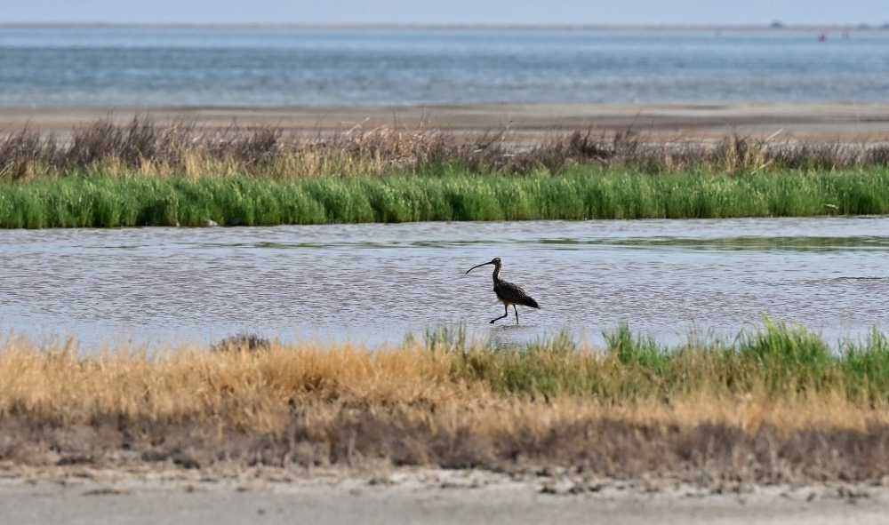 A long-billed curlew, North America's largest shorebird and sandpiper, wades in shallow water at the Great Salt Lake on September 11, 2024. (Photo by Frederic J. Brown / AFP)