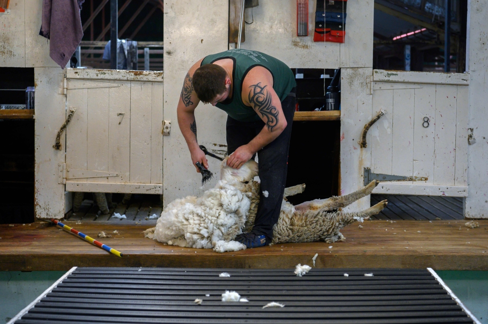 A worker shears a sheep at a ranch in Goose Green, Falkland Islands (Malvinas) on October 10, 2019. AFP / Pablo Porciuncula Brune

