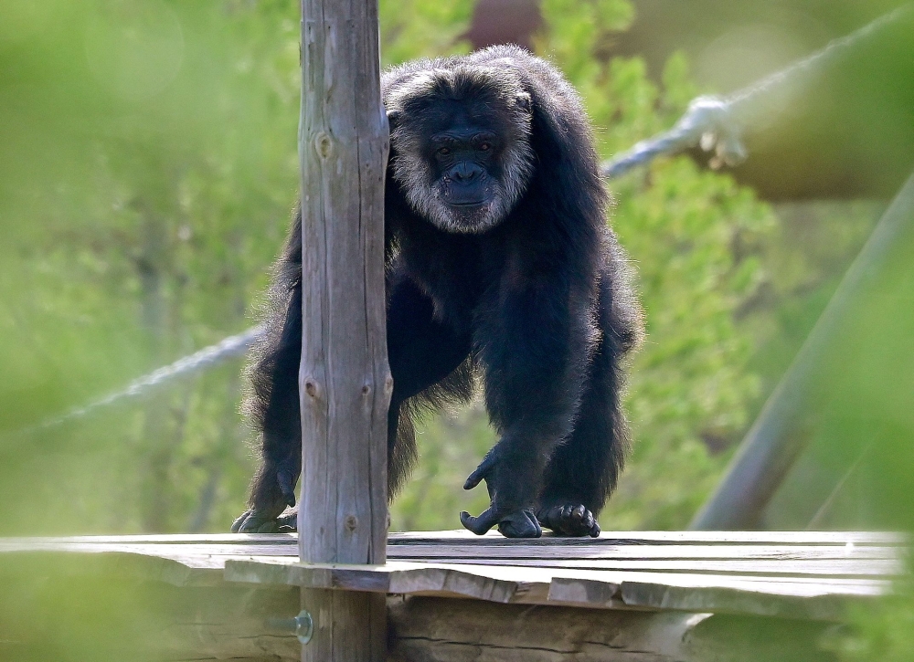 A chimpanzee is pictured at the Pridadomus recovering centre, founded by Dutch association AAP, in Villena, near Alicante. (Photo by Jose Jordan / AFP)
