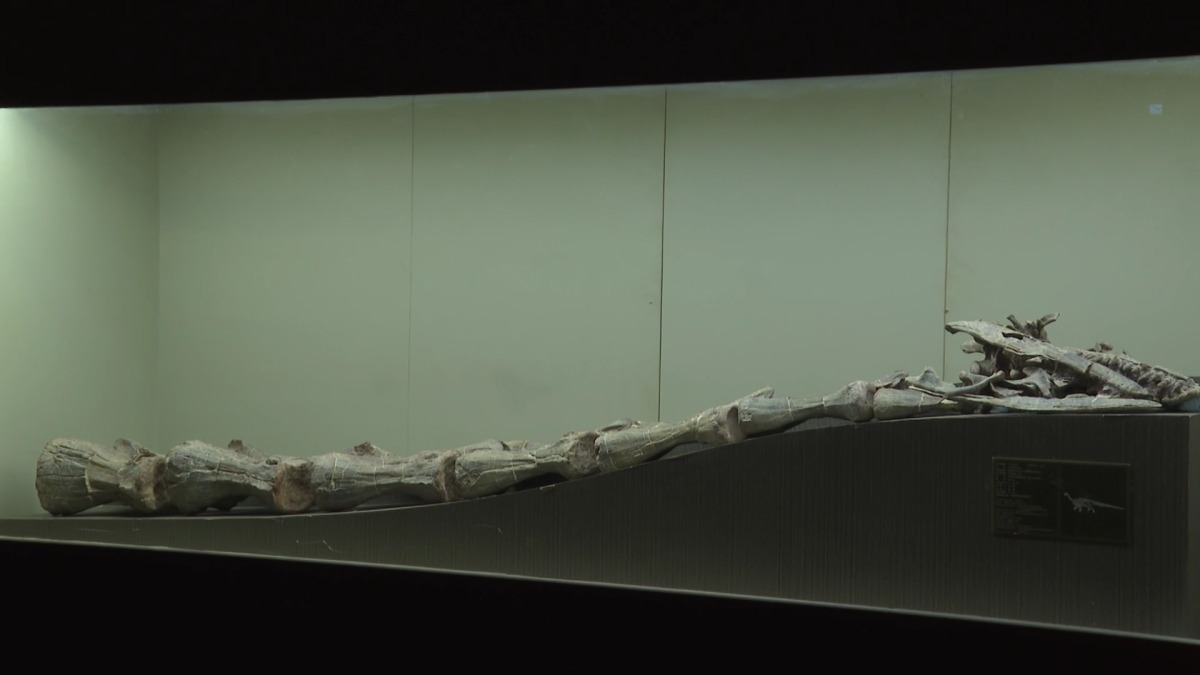 This photo taken on Dec. 14, 2024 shows the fossils of Lishulong wangi displayed in Lufeng City, southwest China's Yunnan Province. (Photo by Liu Zenghui/Xinhua)
