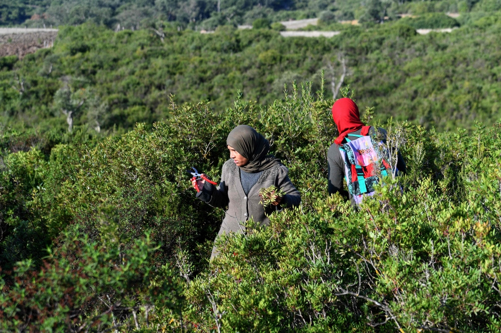 Women harvest aromatic and medicinal plants in the mountains of Tbainia village near the city of Ain Drahem, in the north west of Tunisia on November 6, 2024. (Photo by Fethi Belaid / AFP)
