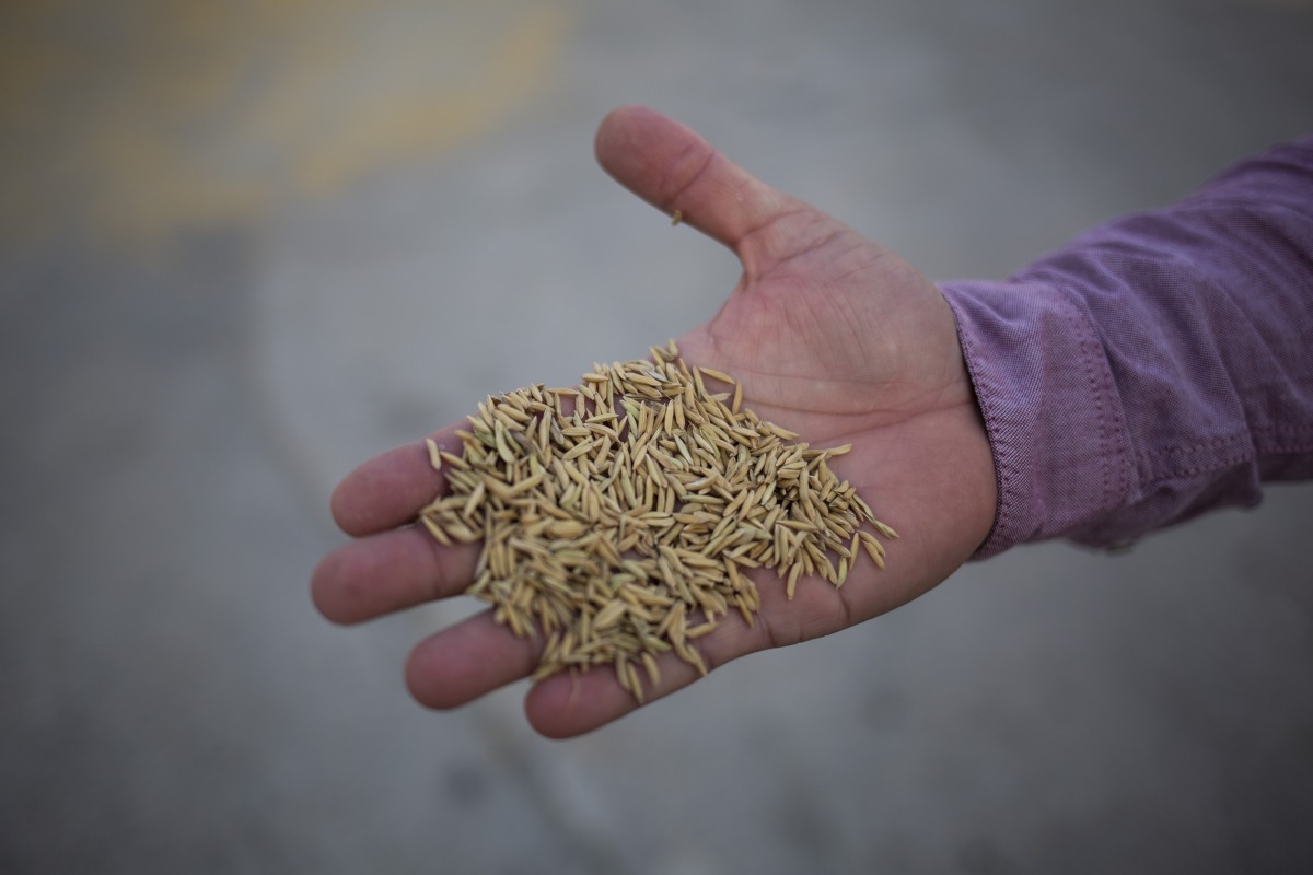Basmati rice before it is refined. Saiyna Bashir for The Washington Post
