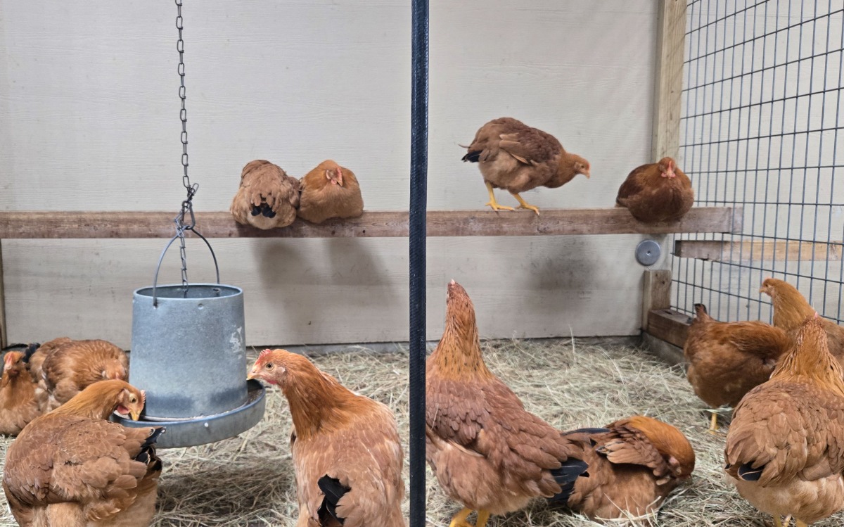 Hens for sale roam in their cage at Wabash Feed & Garden store in Houston, Texas, on February 10, 2025. (Photo by Moisés AVILA / AFP)
