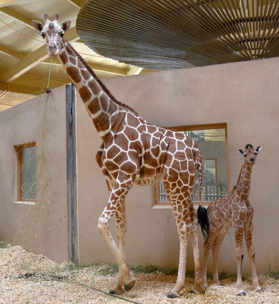 Kipi, a mama giraffe, gave birth unexpectedly to a female calf, right, on March 27 at the Maryland Zoo in Baltimore. Pic: Maryland Zoo