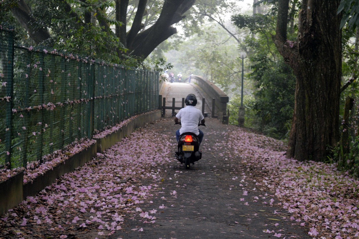A man rides a motor bike under blossoming Tabebuia rosea trees in Kandy, Sri Lanka, April 2, 2025. (Photo by Gayan Sameera/Xinhua)
