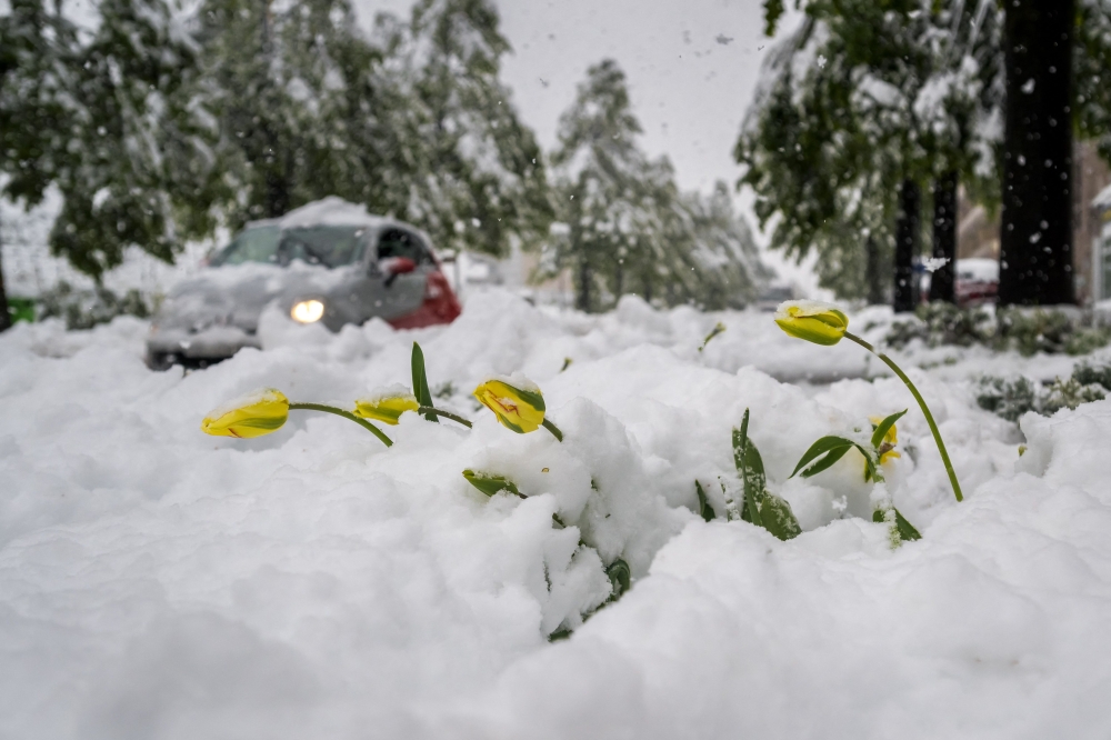 This photograph shows yellow tulips partially covered by snow in the city of Sierre as severe weather hit Swiss Alps, on April 17, 2025. (Photo by Fabrice Coffrini / AFP)