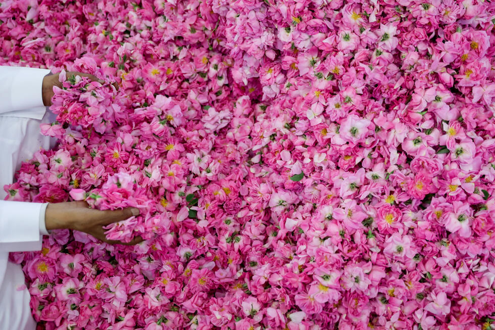 A man displays freshly collected Damascenas (Damask) roses, used to produce rose water and oil, at a farm in Saudi Arabia's western city of Taif. (AFP)