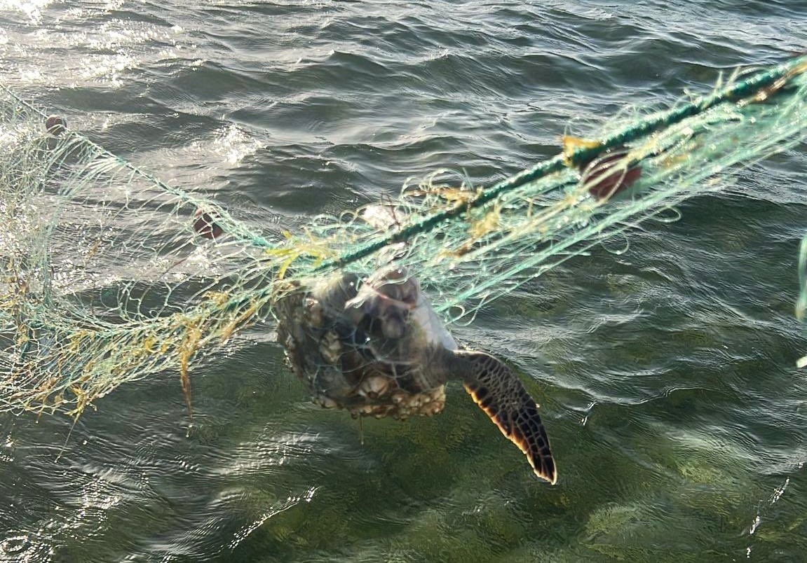 A sea turtle was found dead after becoming entangled in an abandoned net in waters off Qatar.