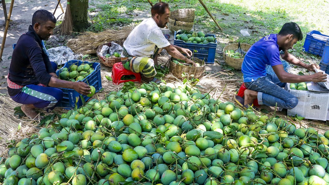 Bangladeshi mangoes make Chinese market debut. Photo credit: The Daily Star