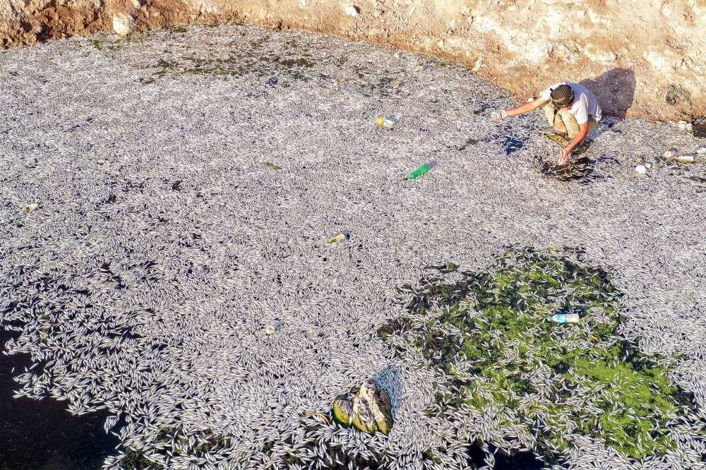 This aerial view shows a man inspecting dead fish during a mass die-off at the Ibn Najm marsh on June 1, 2025. (Photo by Qassem al-KAABI / AFP)