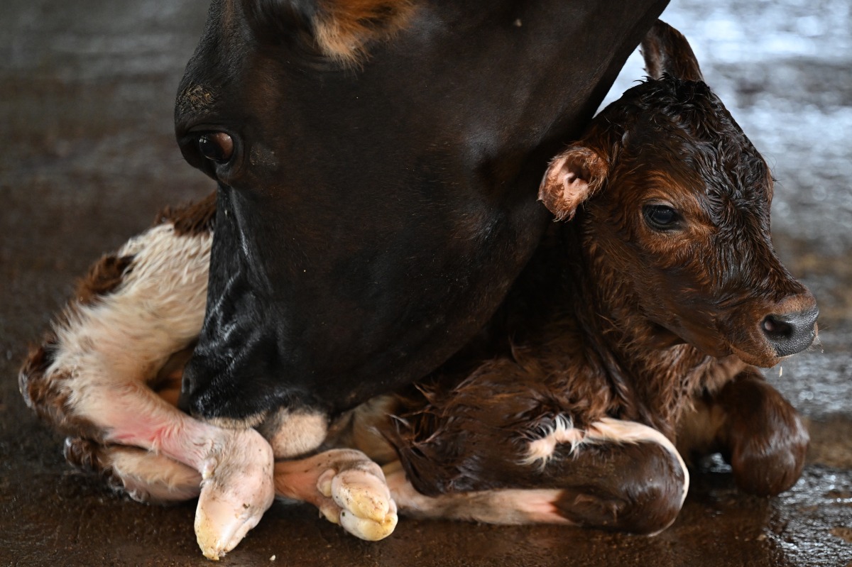 Representational photo showing a newborn calf being licked by its mother in the area where inmates work caring for livestock as part of the 