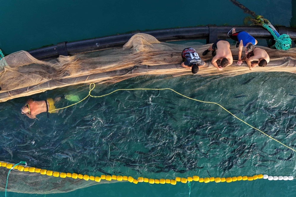 This aerial picture taken in Trabzon on June 11, 2025, shows a worker in the water during the harvesting Turkish salmons from their farming cages off the Vakifkebir shores in the Black Sea. (Photo by Ozan Kose / AFP)