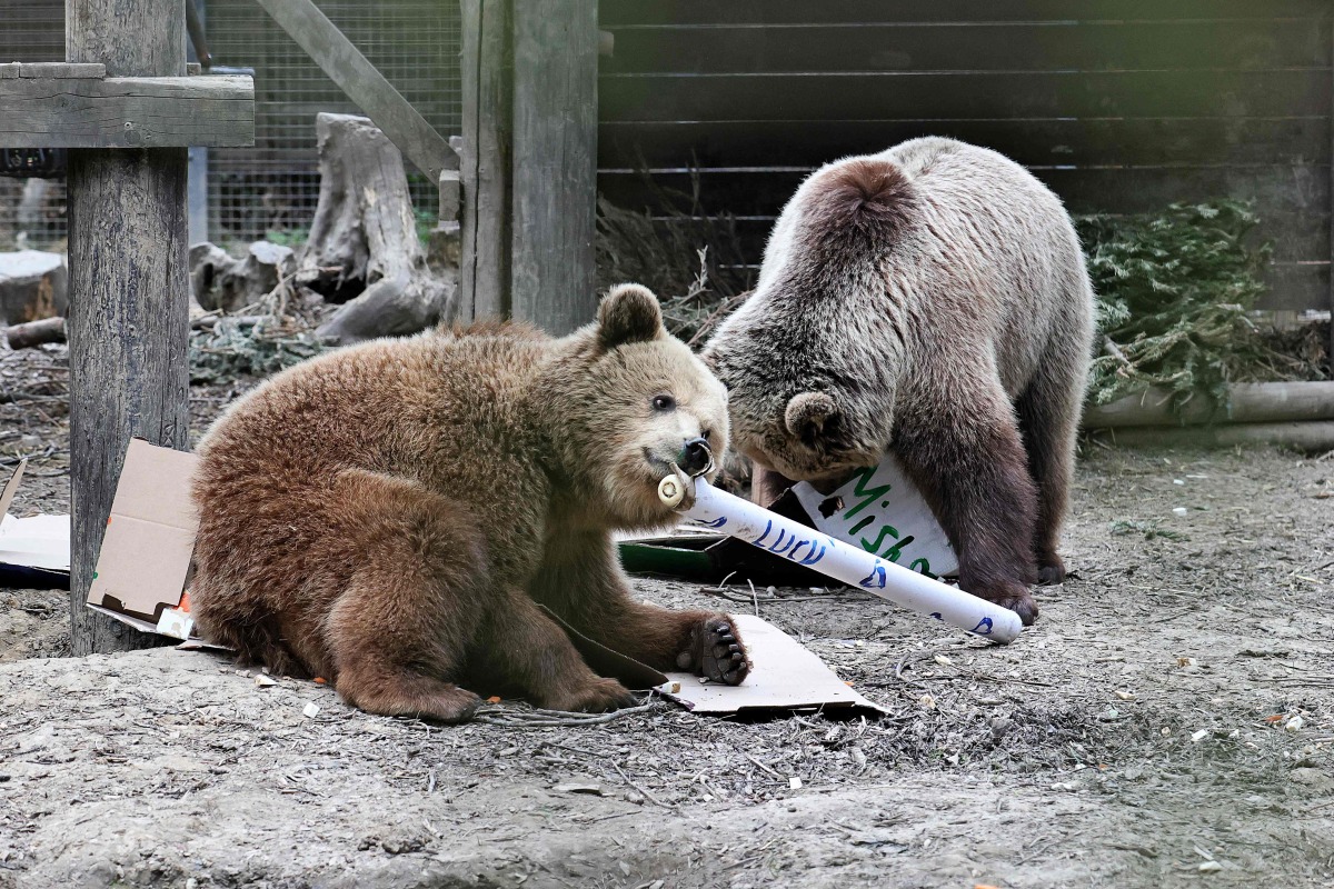 A handout picture released by Wildwood Devon wildlife park on June 24, 2025 shows two bears Misha and Lucy, both 4, in their enclosure at Wildwood Devon in Ottery St Mary, southwestern England. Photo by Handout / WILDWOOD TRUST / AFP