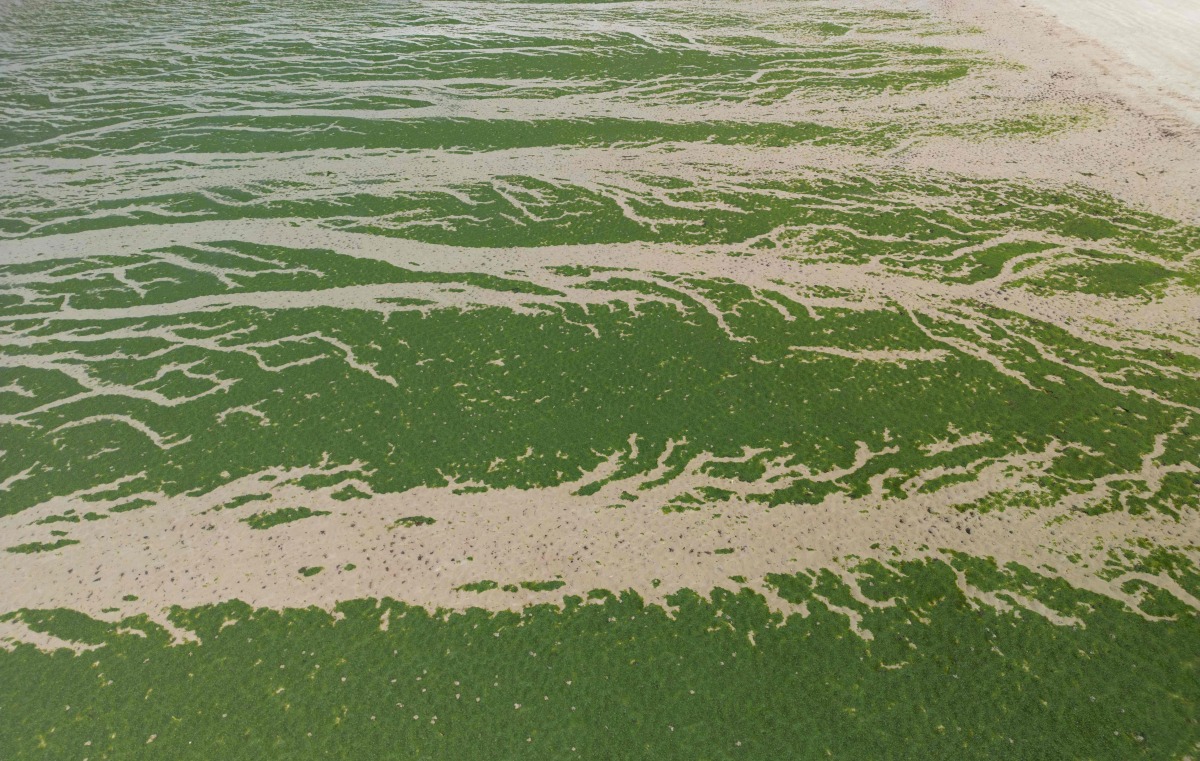 This aerial photograph shows the Saint-Michel-en-Greves beach, western France, covered in green algae on May 24, 2024. Photo by Damien MEYER / AFP